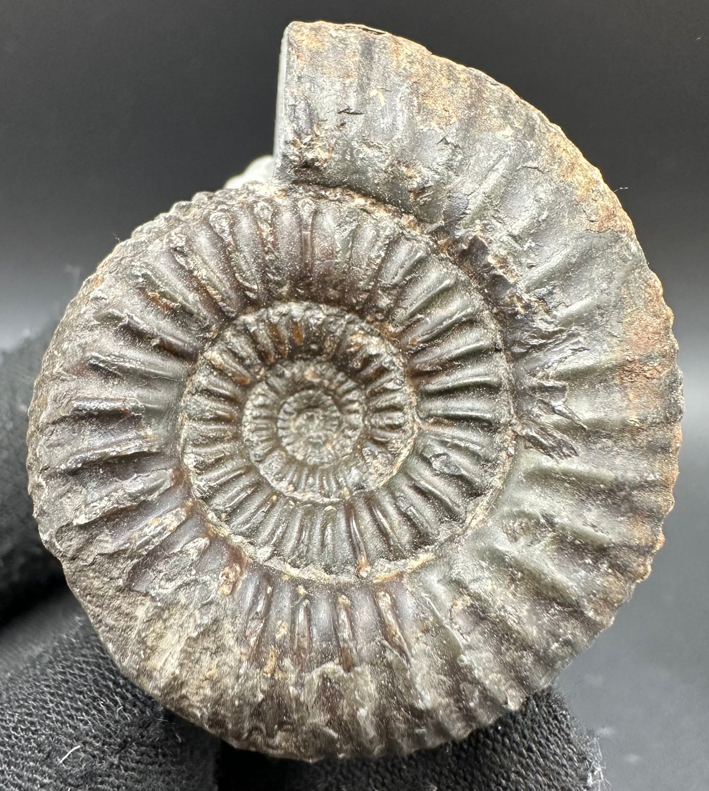 Catacoeloceras Sp. ammonite fossil with box and stand- Whitby, North Yorkshire Jurassic Coast Yorkshire Fossils
