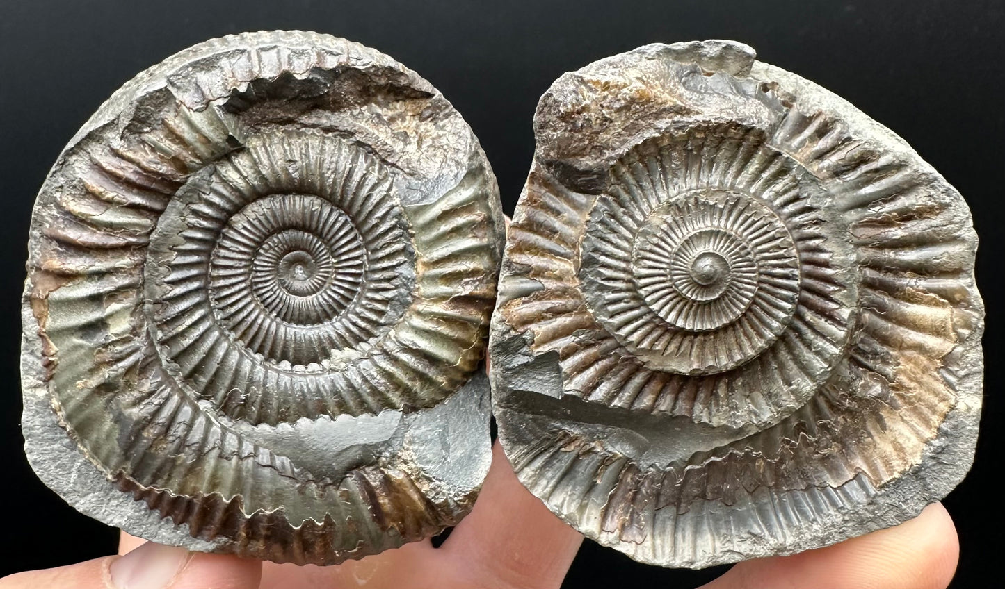 Dactylioceras Ammonite nodule (split pair) Fossil With Box And Stand - Whitby, North Yorkshire Jurassic Coast Yorkshire Fossils