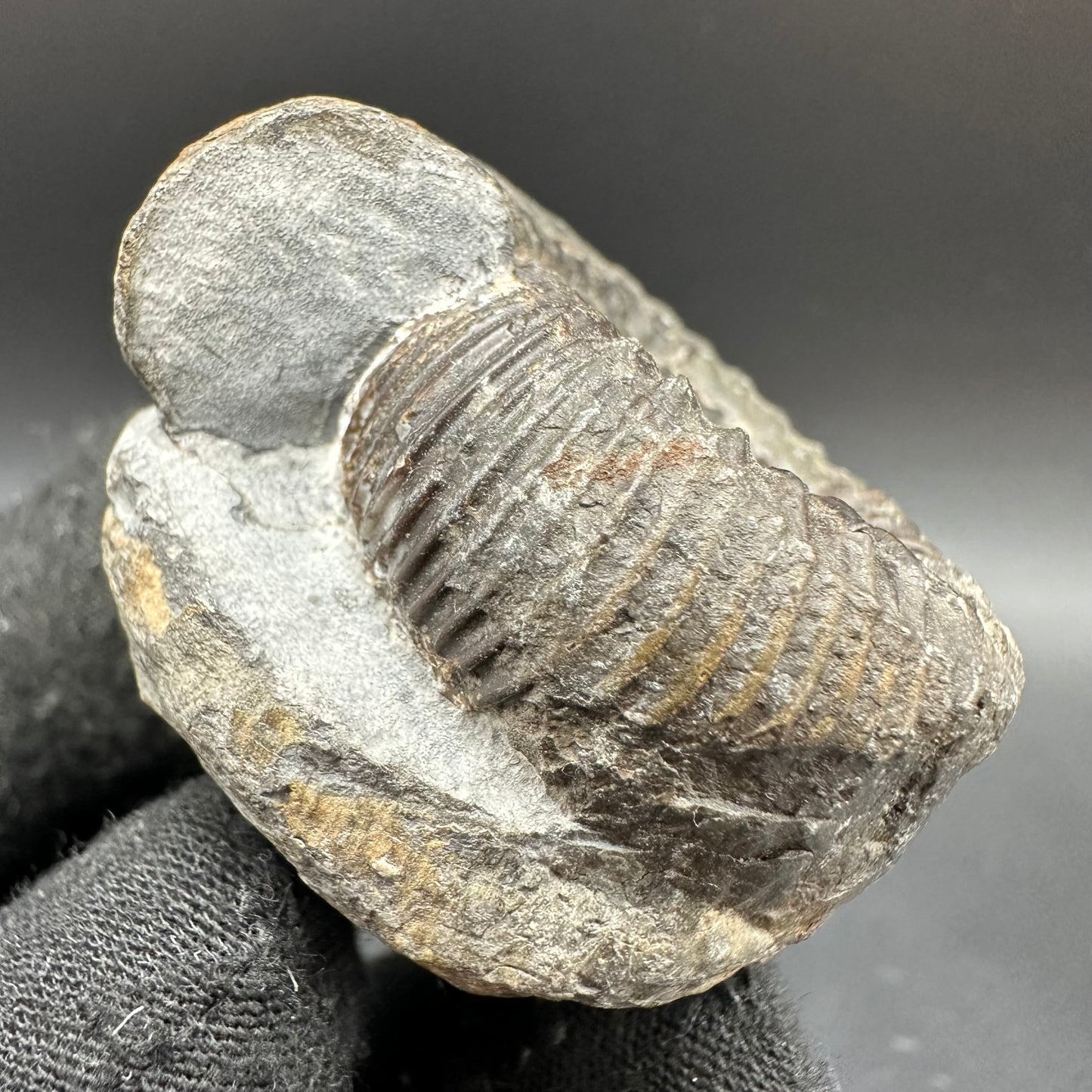 Catacoeloceras Sp. ammonite fossil with box and stand- Whitby, North Yorkshire Jurassic Coast Yorkshire Fossils