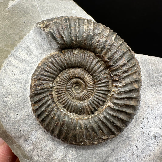 Dactylioceras Ammonite Fossil With Box And Stand - Whitby, North Yorkshire Jurassic Coast Yorkshire Fossils