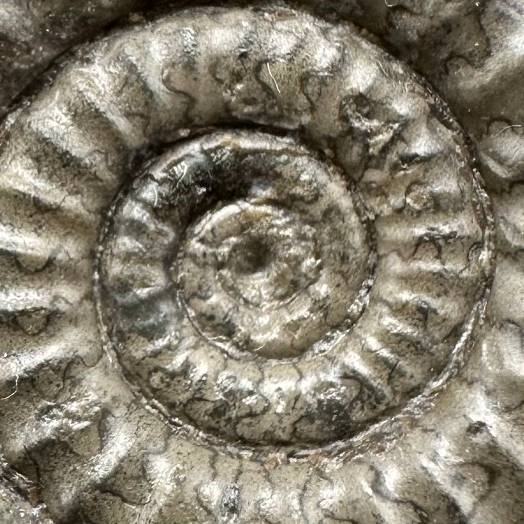 Arnioceras ammonite shell fossil with stand - Whitby, North Yorkshire Jurassic Coast Yorkshire Fossils