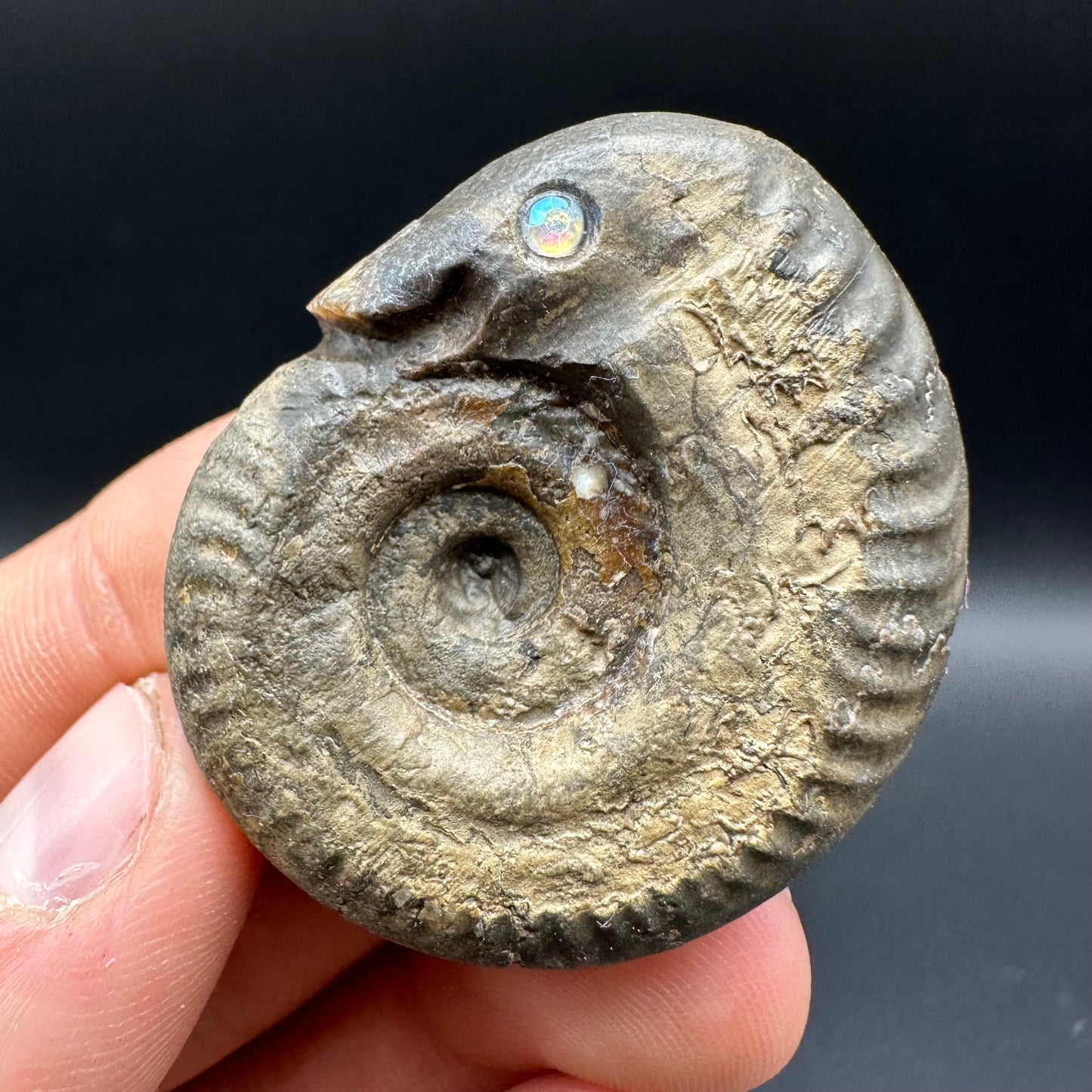 Snakestone Ammonite Fossil With Bag/Box And Stand - Whitby, North Yorkshire Jurassic Coast Yorkshire Fossils