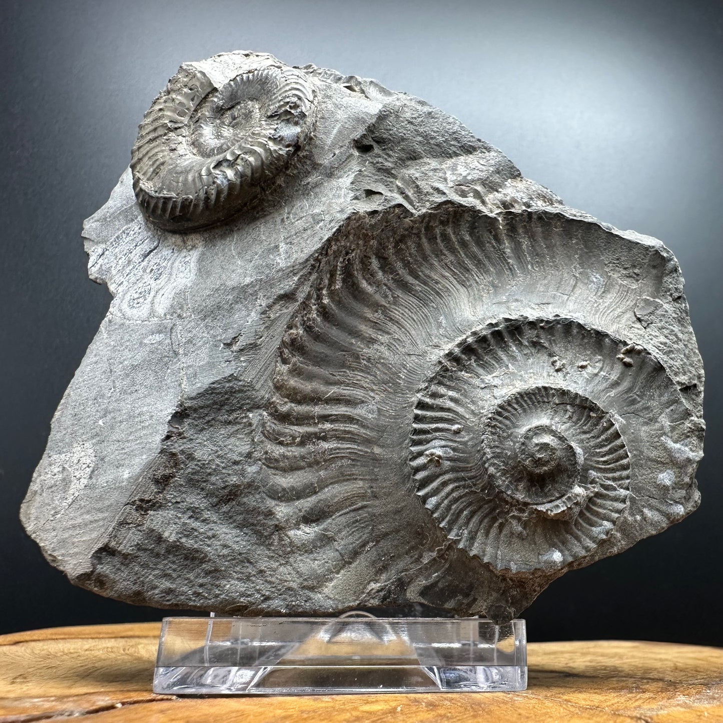 Grammoceras thoaurense Ammonite shell fossil with box and stand - Whitby, North Yorkshire, Yorkshire Fossils from the Jurassic Coast
