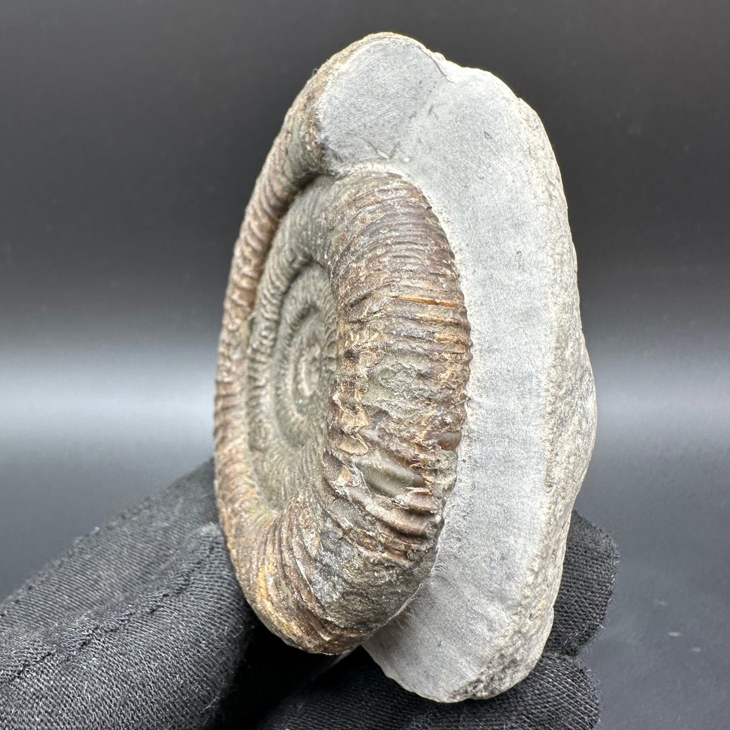 Dactylioceras Ammonite Fossil With Box And Stand - Whitby, North Yorkshire Jurassic Coast Yorkshire Fossils