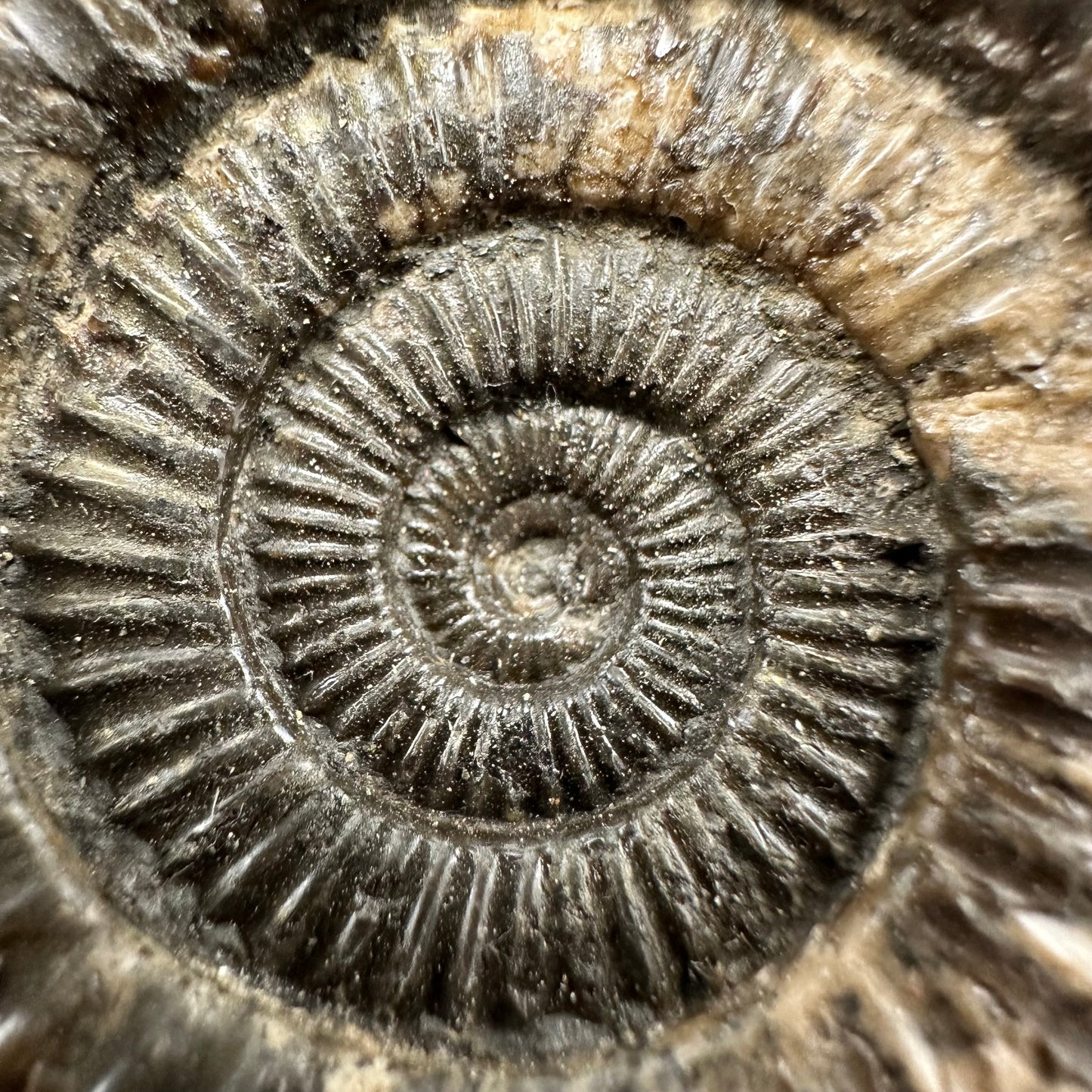 Dactylioceras Ammonite Fossil With Box And Stand - Whitby, North Yorkshire Jurassic Coast Yorkshire Fossils