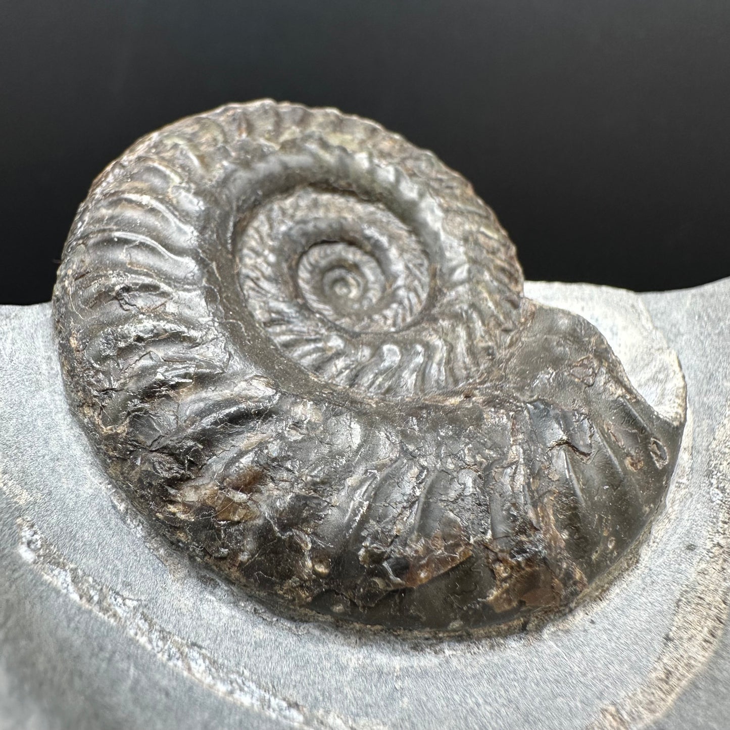 Hildoceras lusitanicum Ammonite fossil with box and stand - Whitby, North Yorkshire, Jurassic Coast, Yorkshire Fossils from the Jurassic Coast
