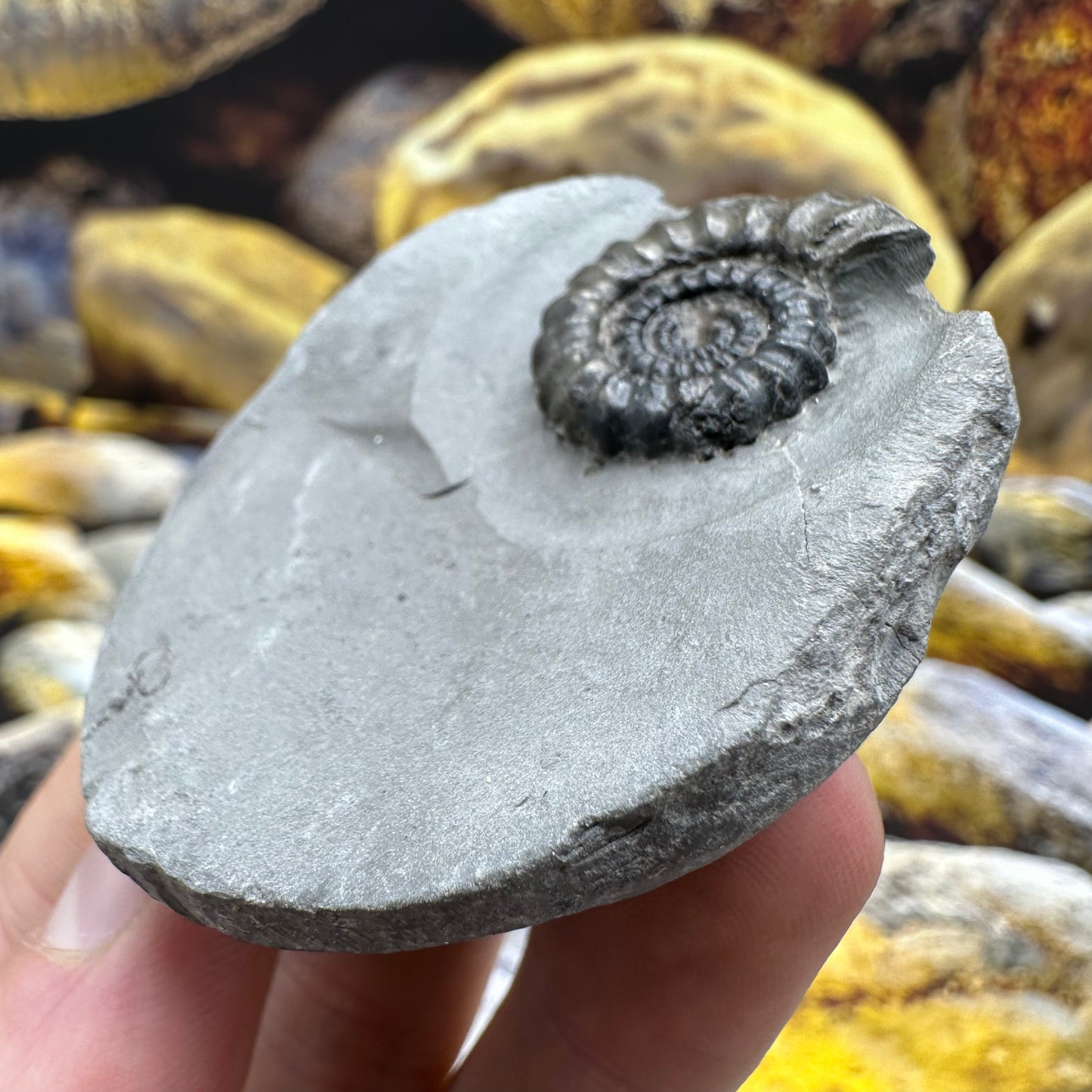 Gagaticeras ammonite fossil - Whitby, North Yorkshire Jurassic Coast Yorkshire Fossils