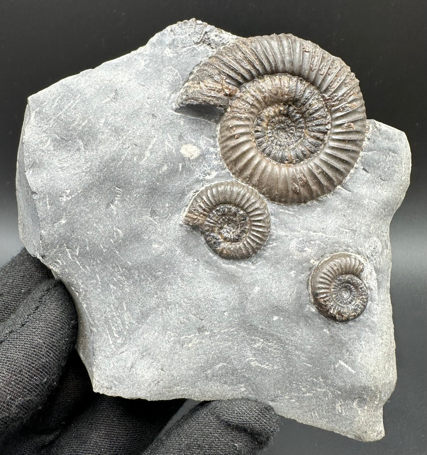 Gracile Multi-block Ammonite Fossil With Box And Stand - Whitby, North Yorkshire Jurassic Coast Yorkshire Fossils
