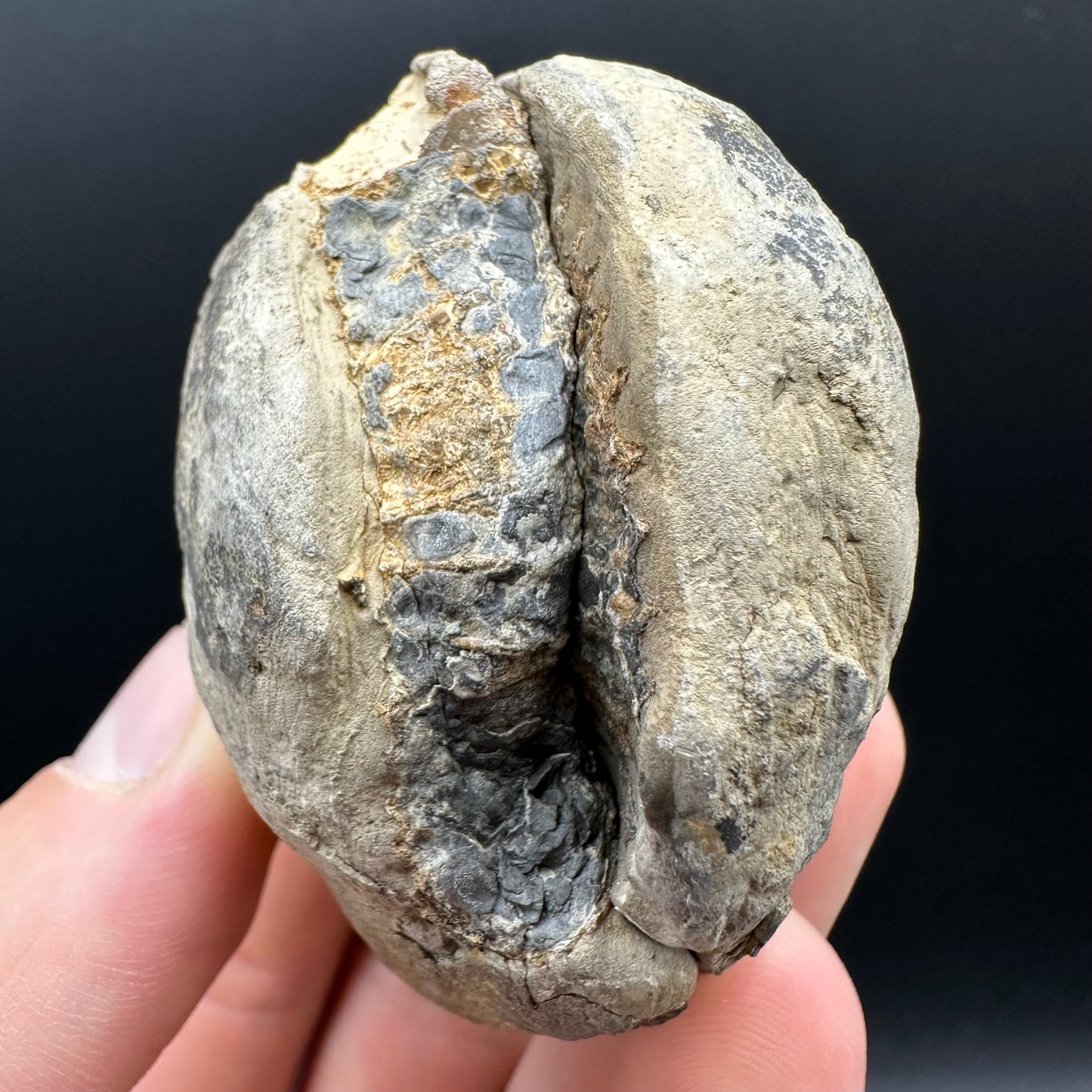 Dactylioceras Ammonite nodule (split pair) Fossil With Box And Stand - Whitby, North Yorkshire Jurassic Coast Yorkshire Fossils