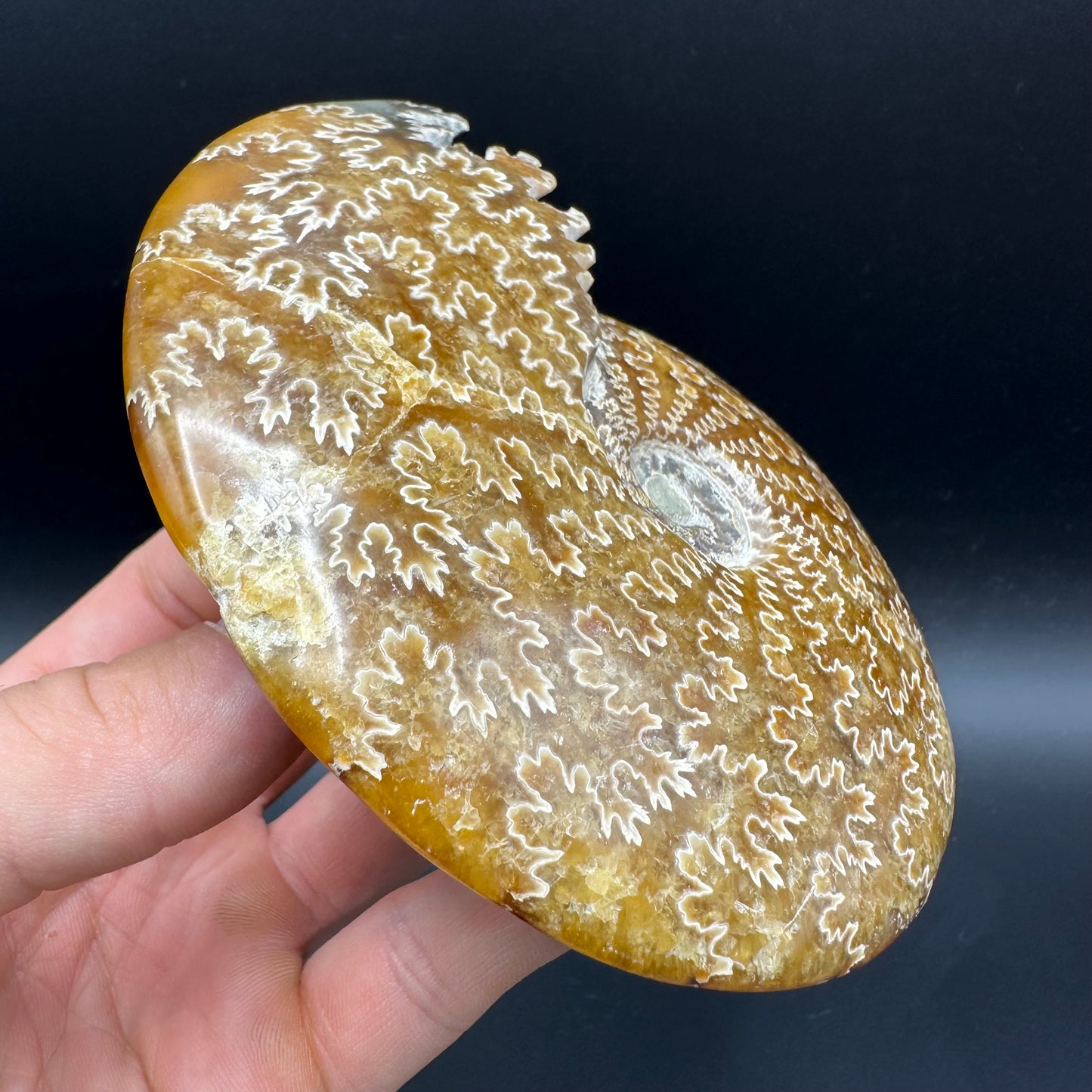 Cleoniceras Ammonite Fossil With Box And Stand - Cretaceous Ammonite Madagascar