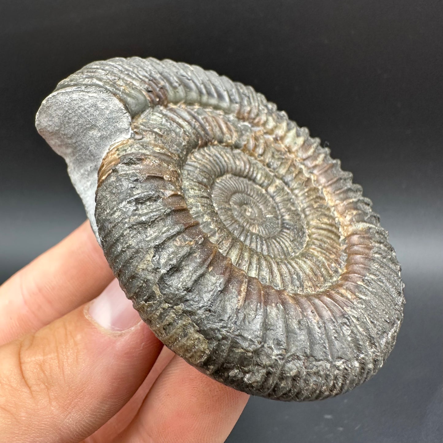 Dactylioceras Ammonite Fossil With Box And Stand - Whitby, North Yorkshire Jurassic Coast Yorkshire Fossils