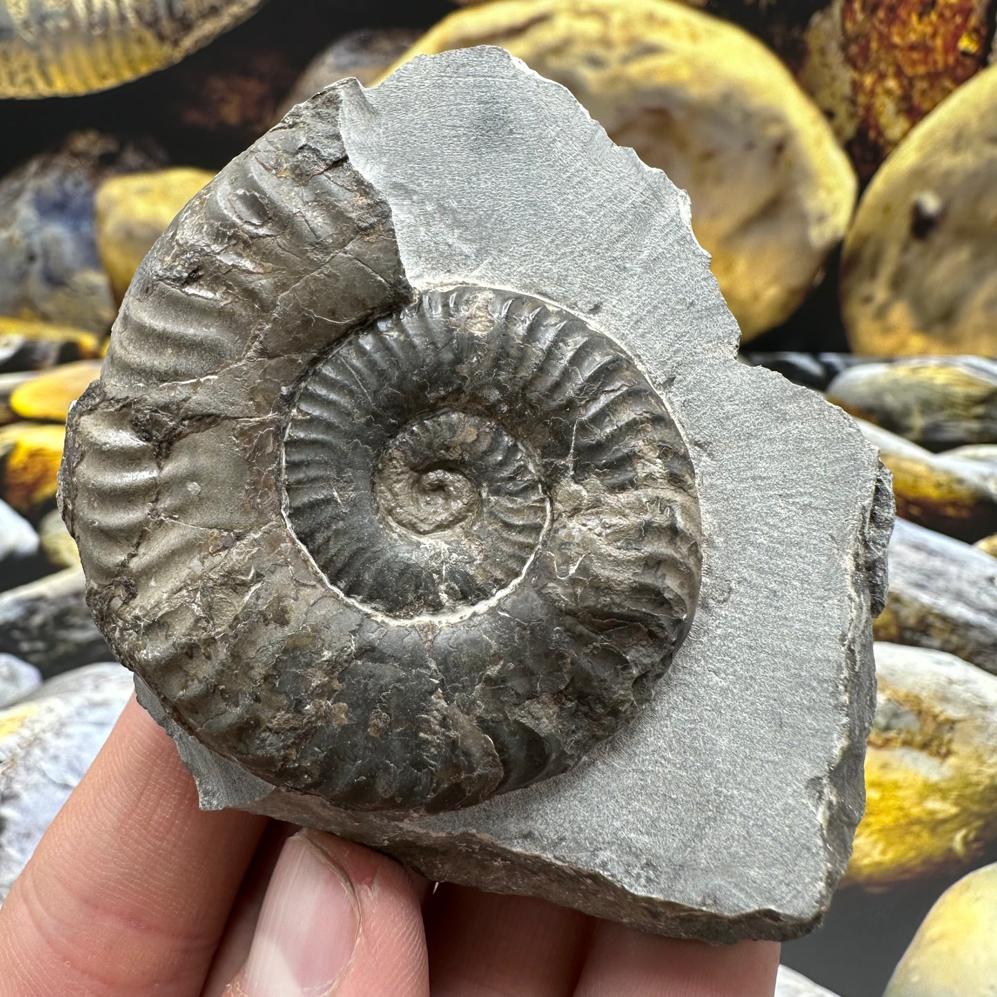 Grammoceras thoaurense ammonite shell fossil - Whitby, North Yorkshire
