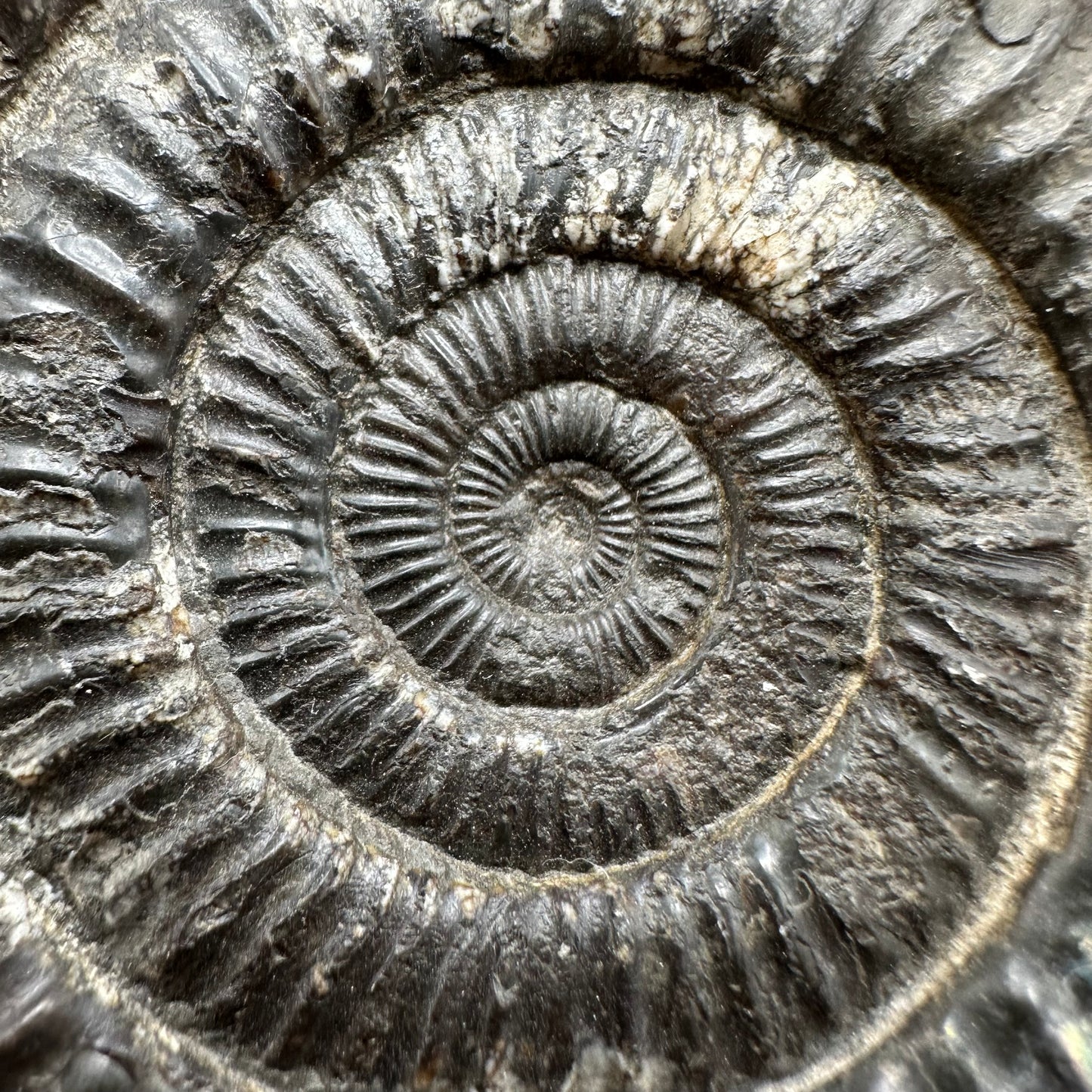 Iridescent Dactylioceras Ammonite Fossil With Box And Stand - Whitby, North Yorkshire Jurassic Coast Yorkshire Fossils