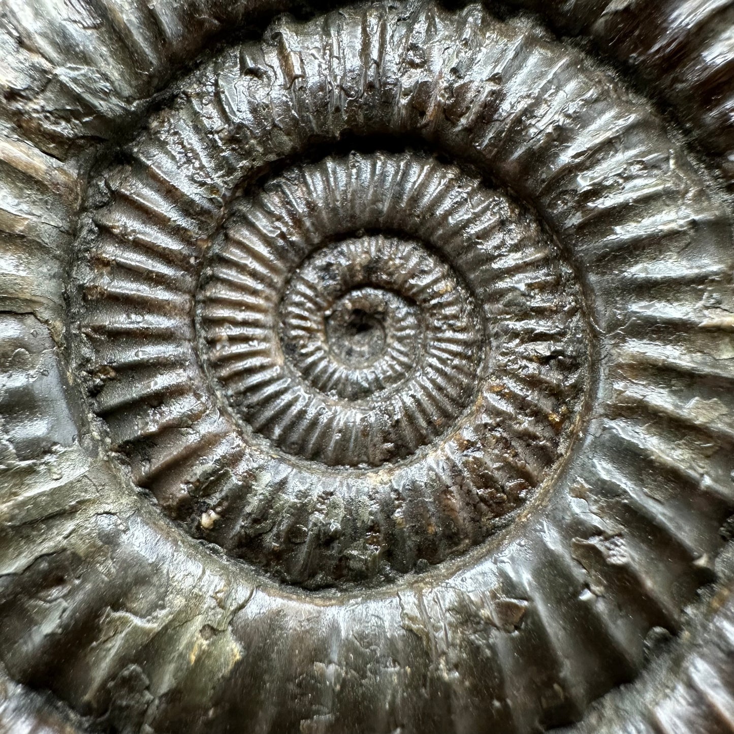 Dactylioceras Ammonite Fossil With box and Stand - Whitby, North Yorkshire Jurassic Coast Yorkshire Fossils