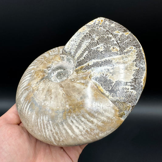 Cleoniceras Ammonite Fossil With Stand - Cretaceous Ammonite Madagascar