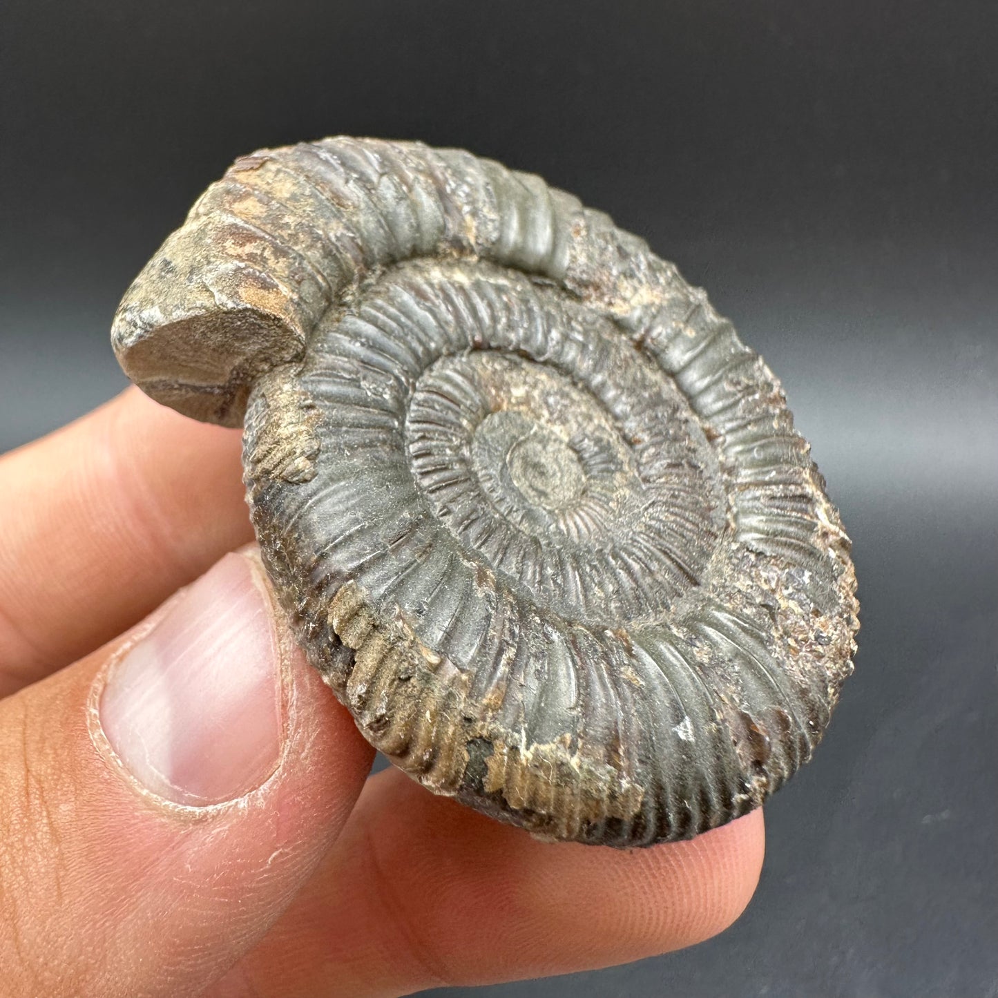 Dactylioceras Ammonite Fossil With Box And Stand - Whitby, North Yorkshire Jurassic Coast Yorkshire Fossils