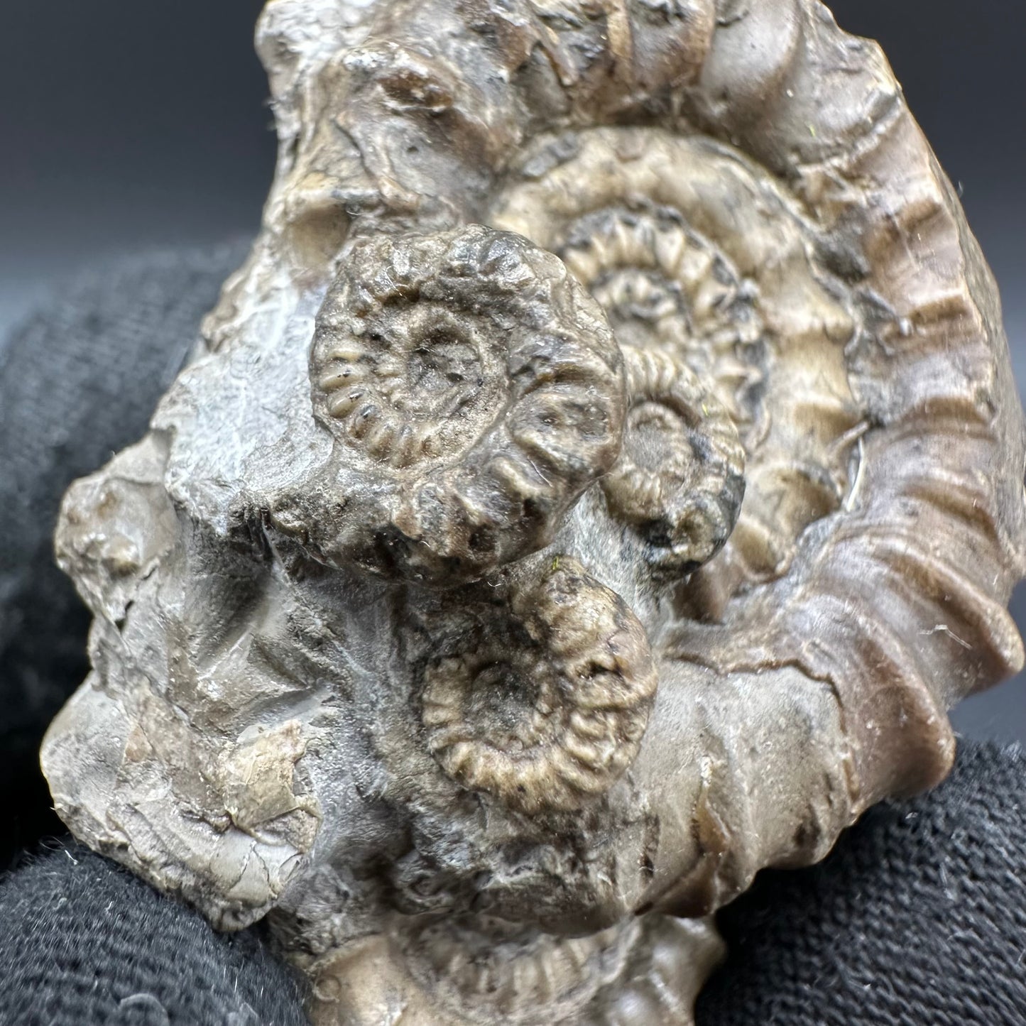 Gagaticeras Ammonite fossil with box and stand - Whitby, North Yorkshire Jurassic Coast Yorkshire Fossils