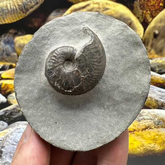 Eleganticeras Elegantulum ammonite fossil - Whitby, North Yorkshire Jurassic Coast, Yorkshire Fossils