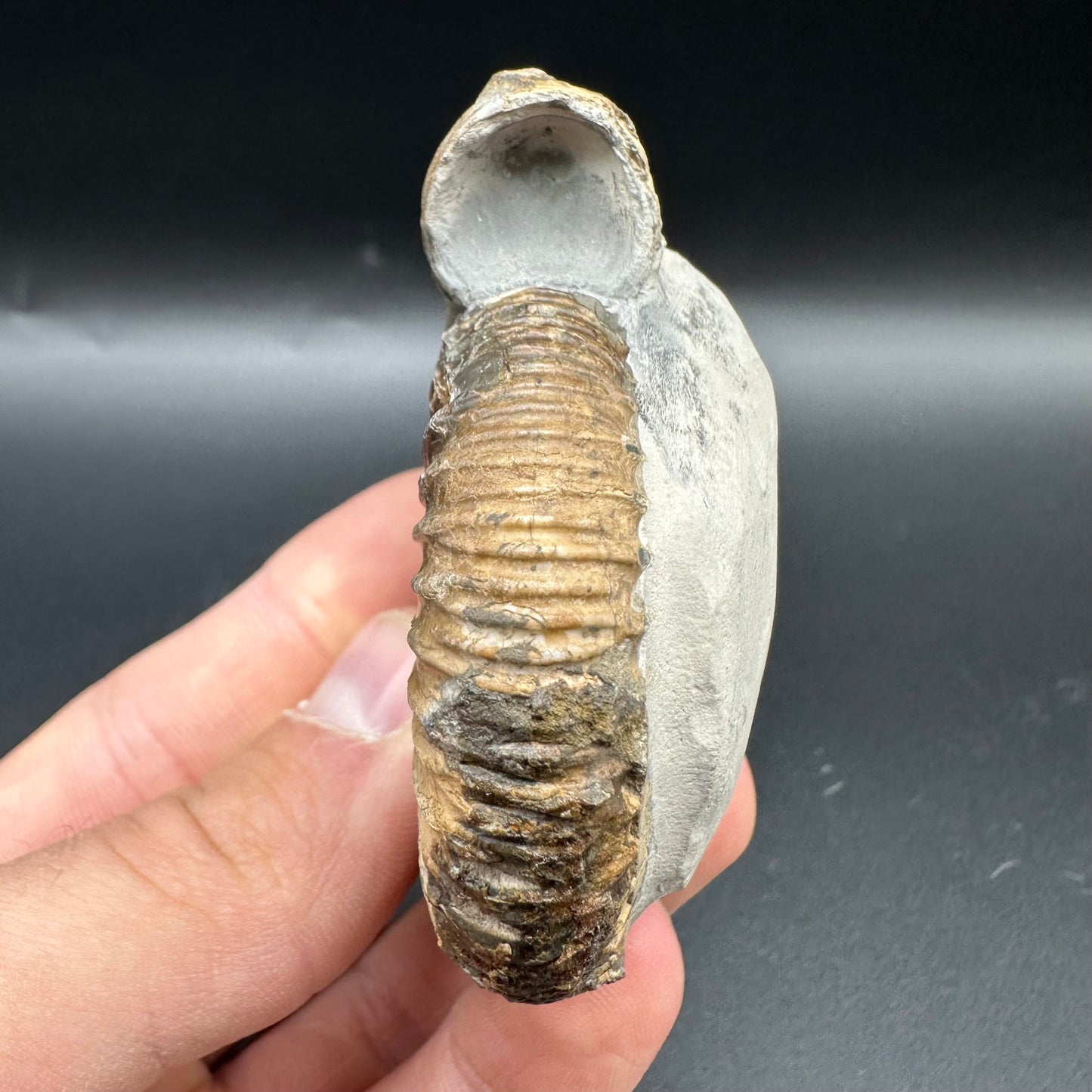 Fully Shelled Dactylioceras Ammonite Fossil With Box And Stand - Whitby, North Yorkshire Jurassic Coast Yorkshire Fossils
