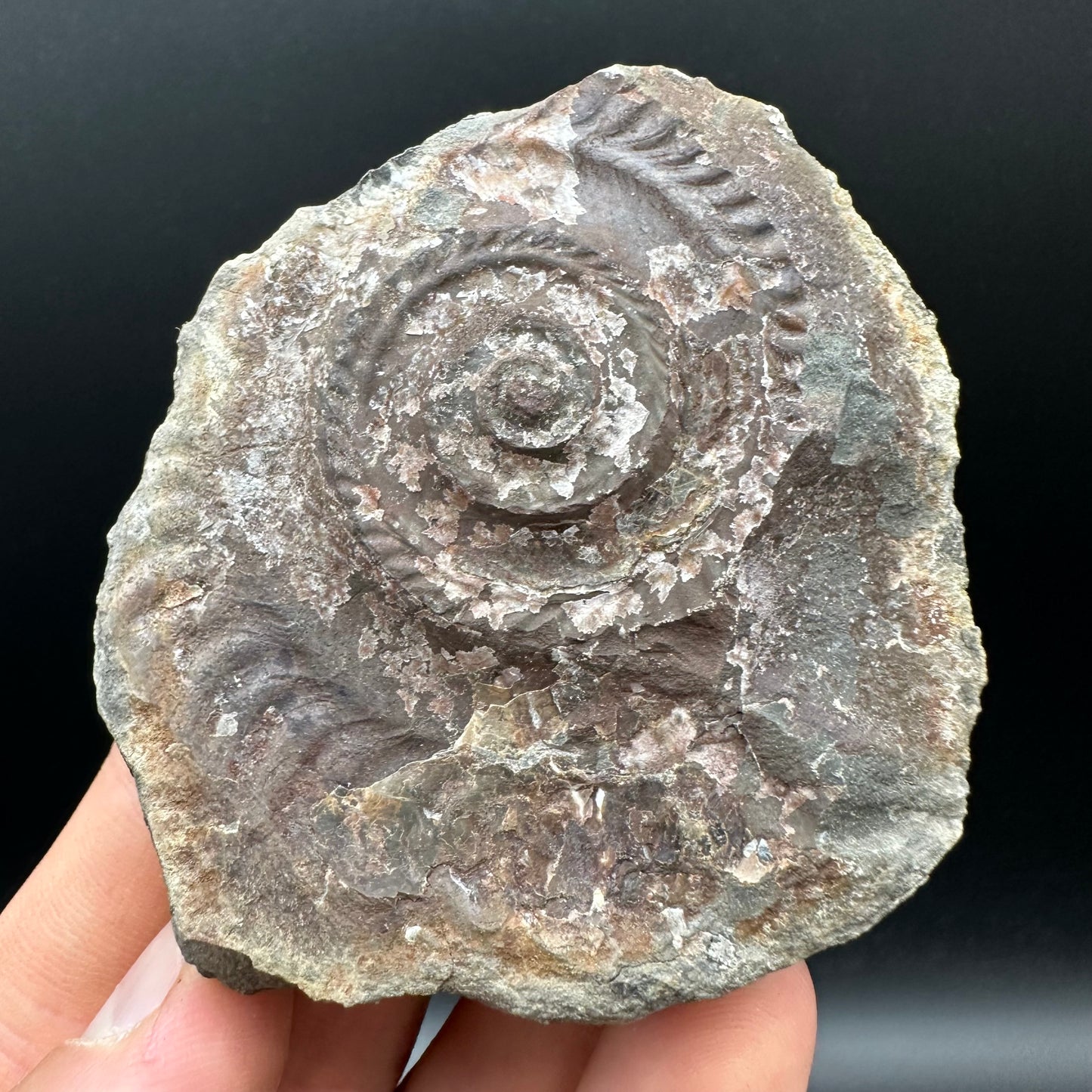 Hildoceras bifrons Ammonite Nodule (split pair) Fossil With Box And Stand - Whitby, North Yorkshire Jurassic Coast Yorkshire Fossils