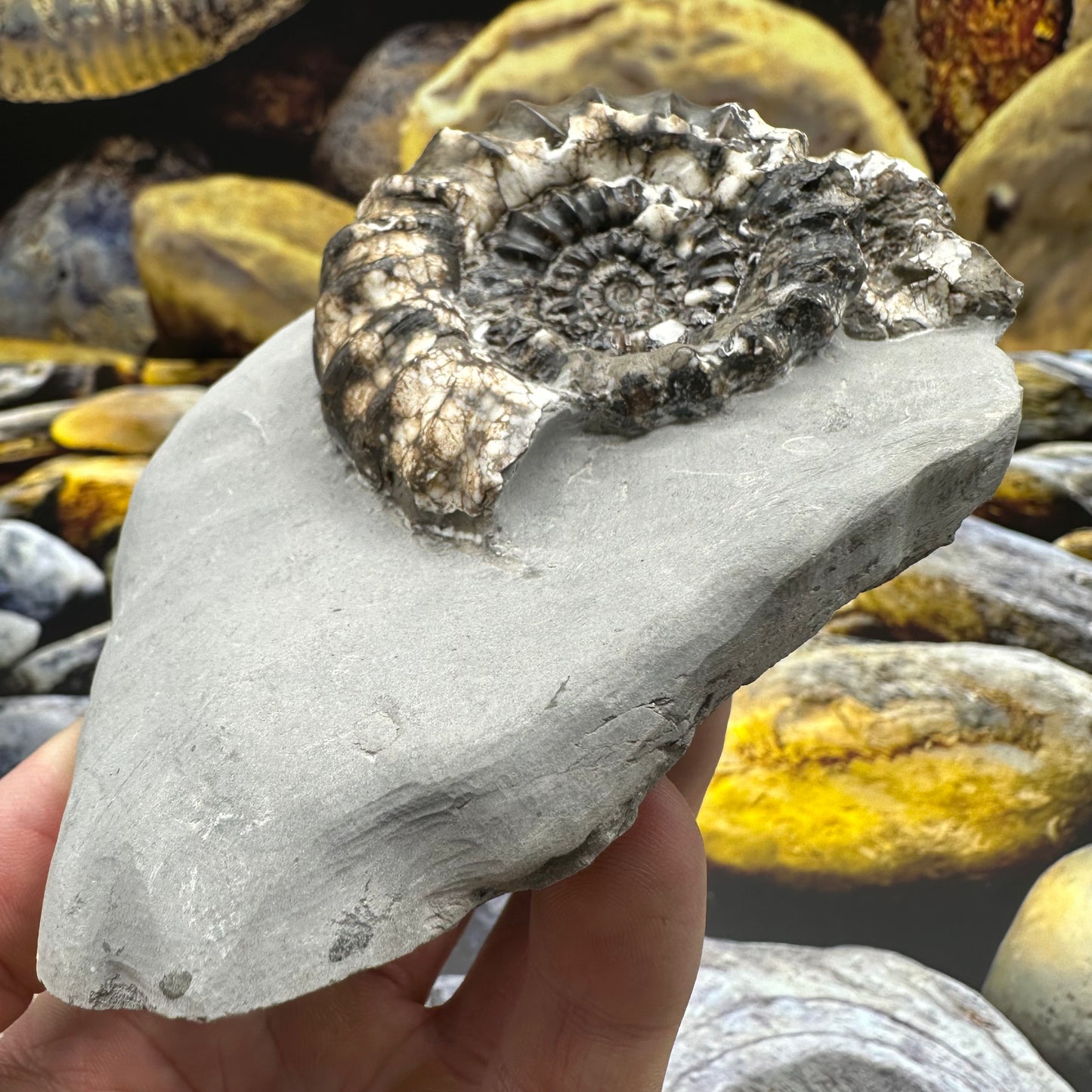 Androgynoceras maculatum ammonite fossil - Whitby, North Yorkshire Jurassic Coast Yorkshire Fossils