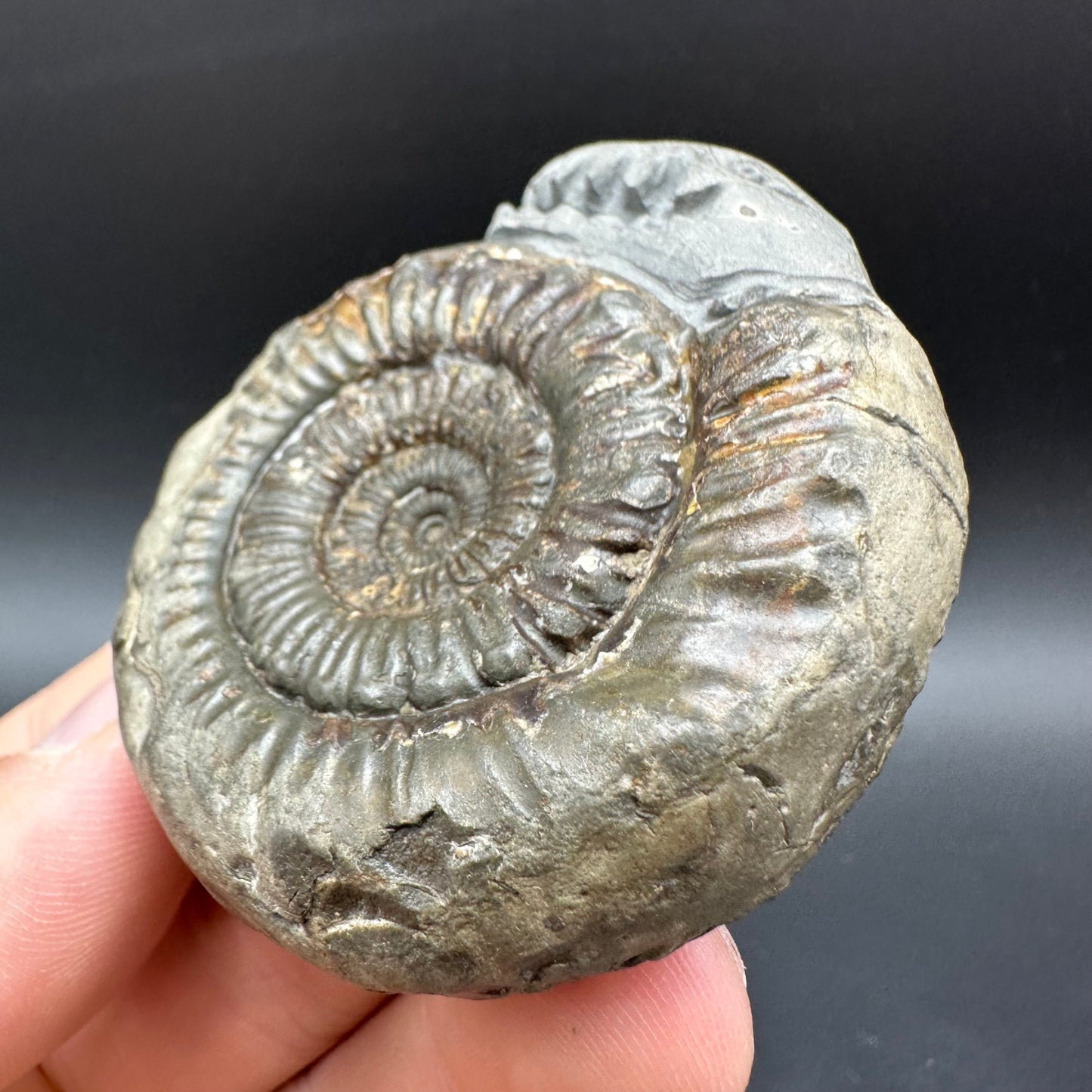 Snakestone Ammonite Fossil With Bag/Box And Stand - Whitby, North Yorkshire Jurassic Coast Yorkshire Fossils