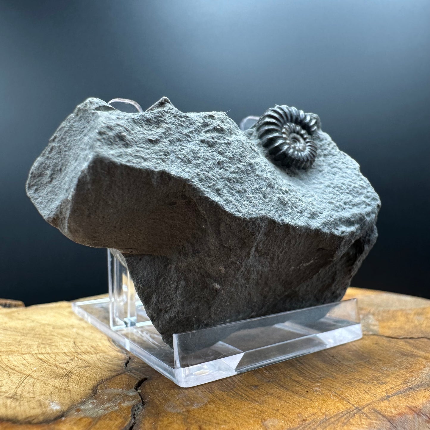 Promicroceras Ammonite shell fossil with box and stand - Whitby, North Yorkshire Jurassic Coast Yorkshire Fossils