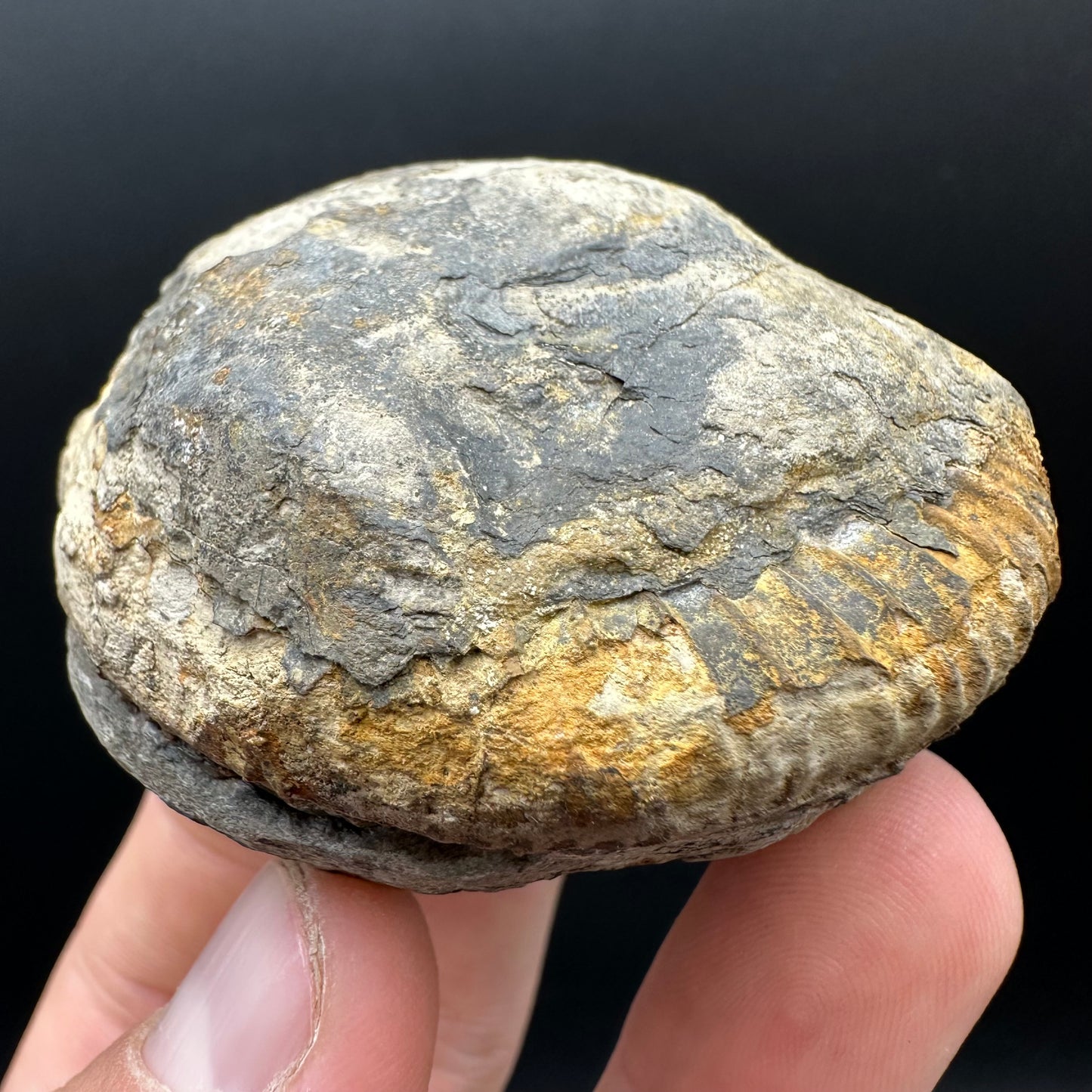 Dactylioceras Ammonite nodule (split pair) Fossil With Box And Stand - Whitby, North Yorkshire Jurassic Coast Yorkshire Fossils