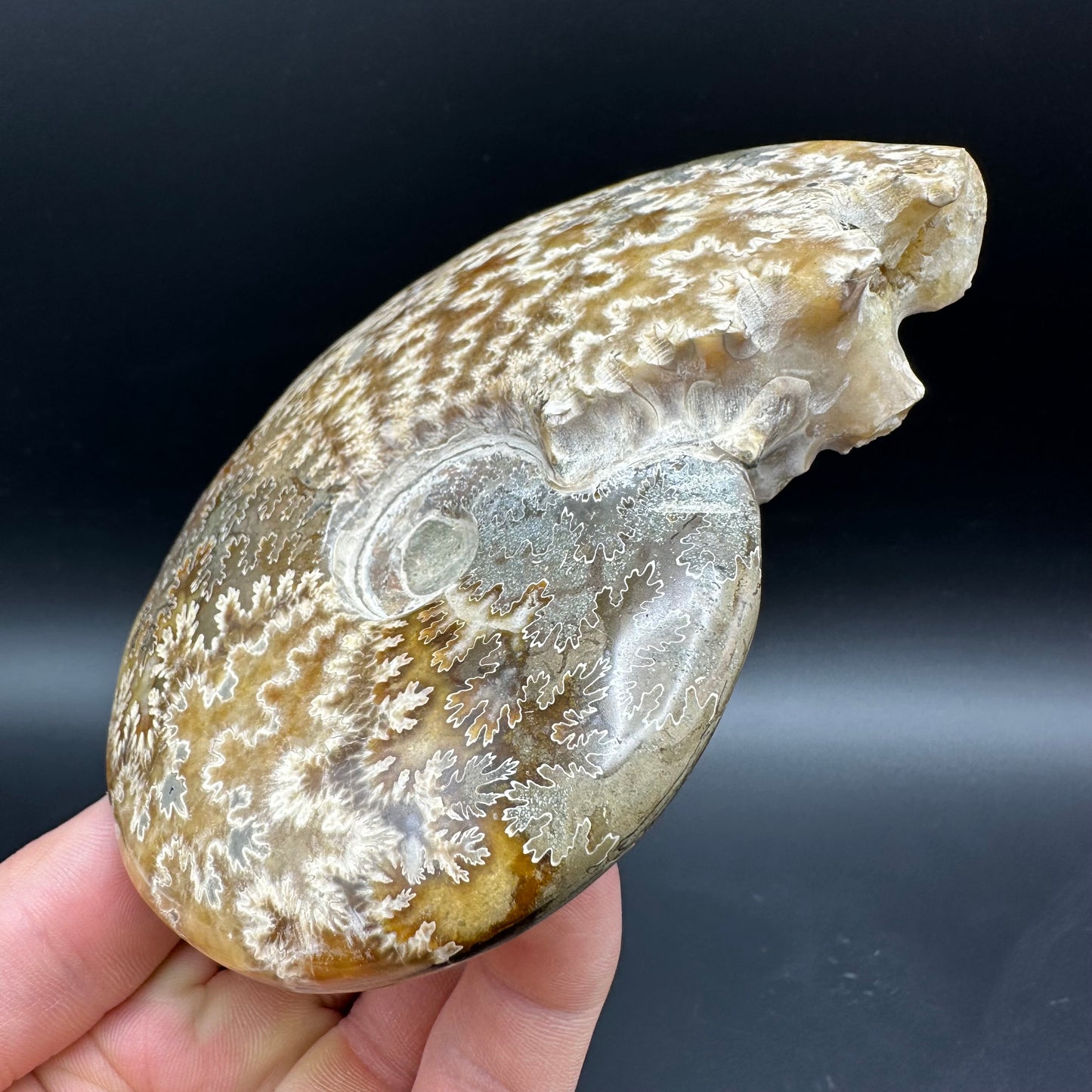 Cleoniceras Ammonite Fossil With Box And Stand - Cretaceous Ammonite Madagascar