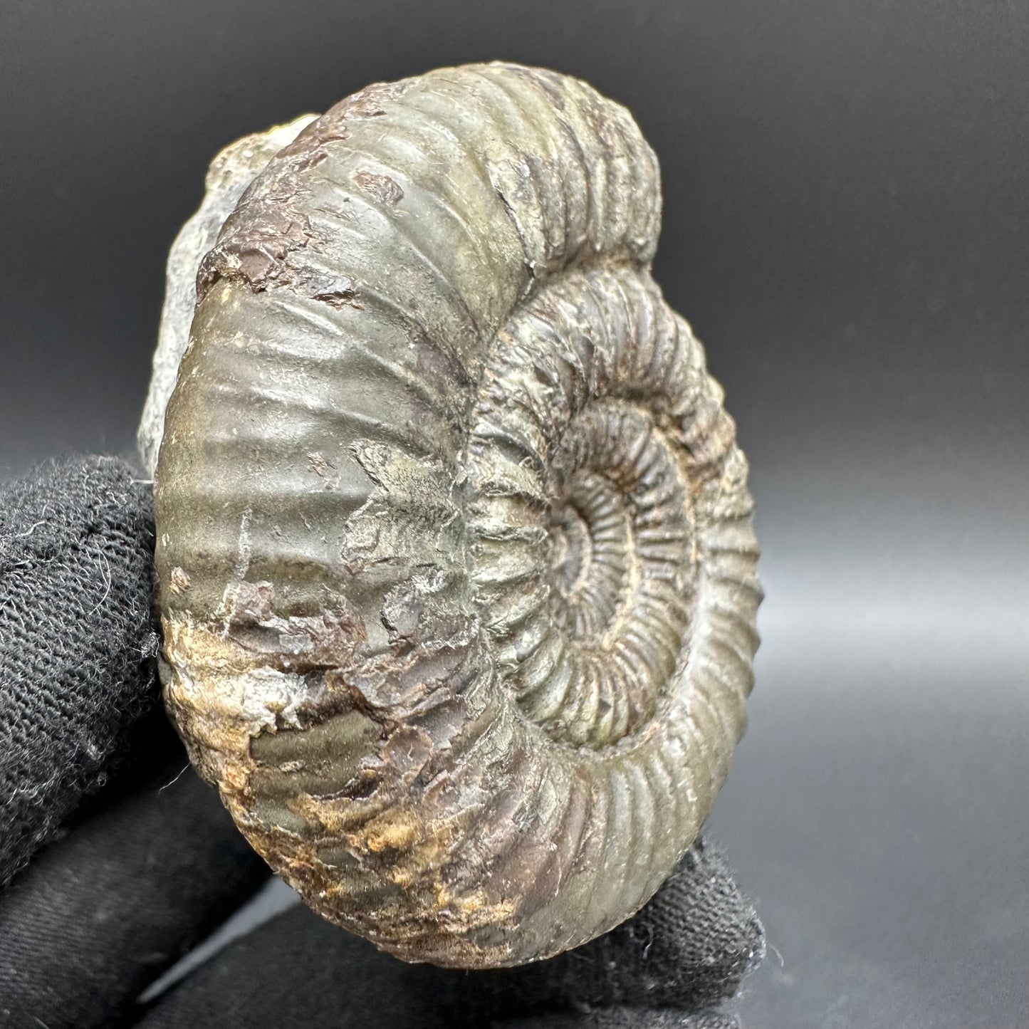 Catacoeloceras Sp. ammonite fossil with box and stand- Whitby, North Yorkshire Jurassic Coast Yorkshire Fossils