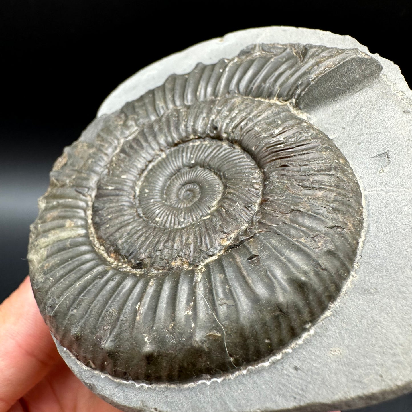 Peronoceras fibulatum Ammonite fossil with box and stand - Whitby, North Yorkshire Jurassic Coast Yorkshire Fossils