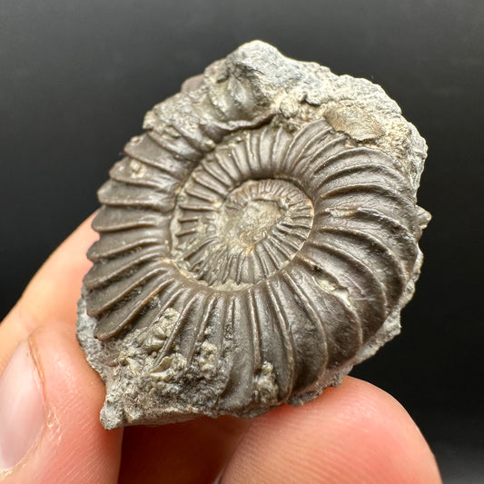 Schlothemia sp. ammonite fossil with box and stand - Whitby, North Yorkshire Jurassic Coast, Yorkshire fossils