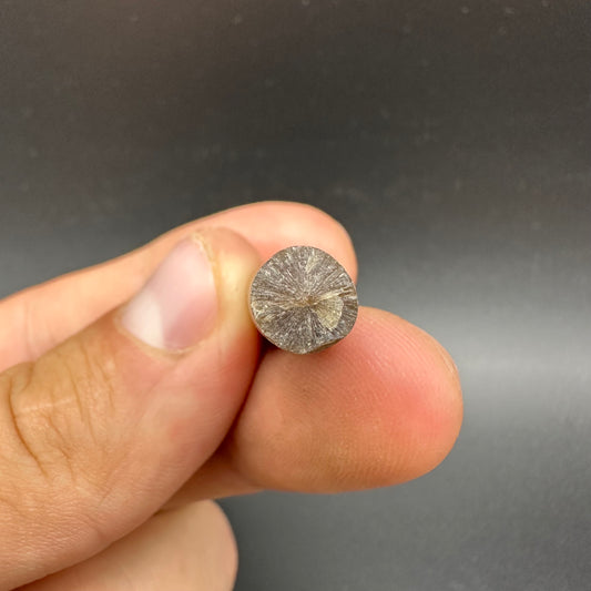 Belemnite (Fossil Squid) shell fossil - Whitby, North Yorkshire Jurassic Coast Yorkshire Fossils