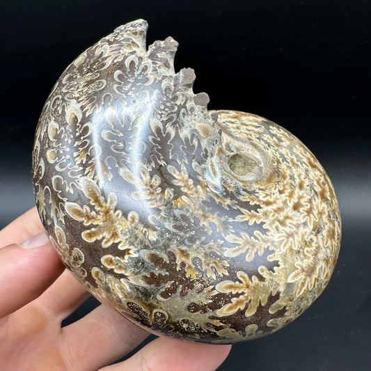 Phylloceras Ammonite Fossil With Box And Stand - Cretaceous Ammonite Madagascar