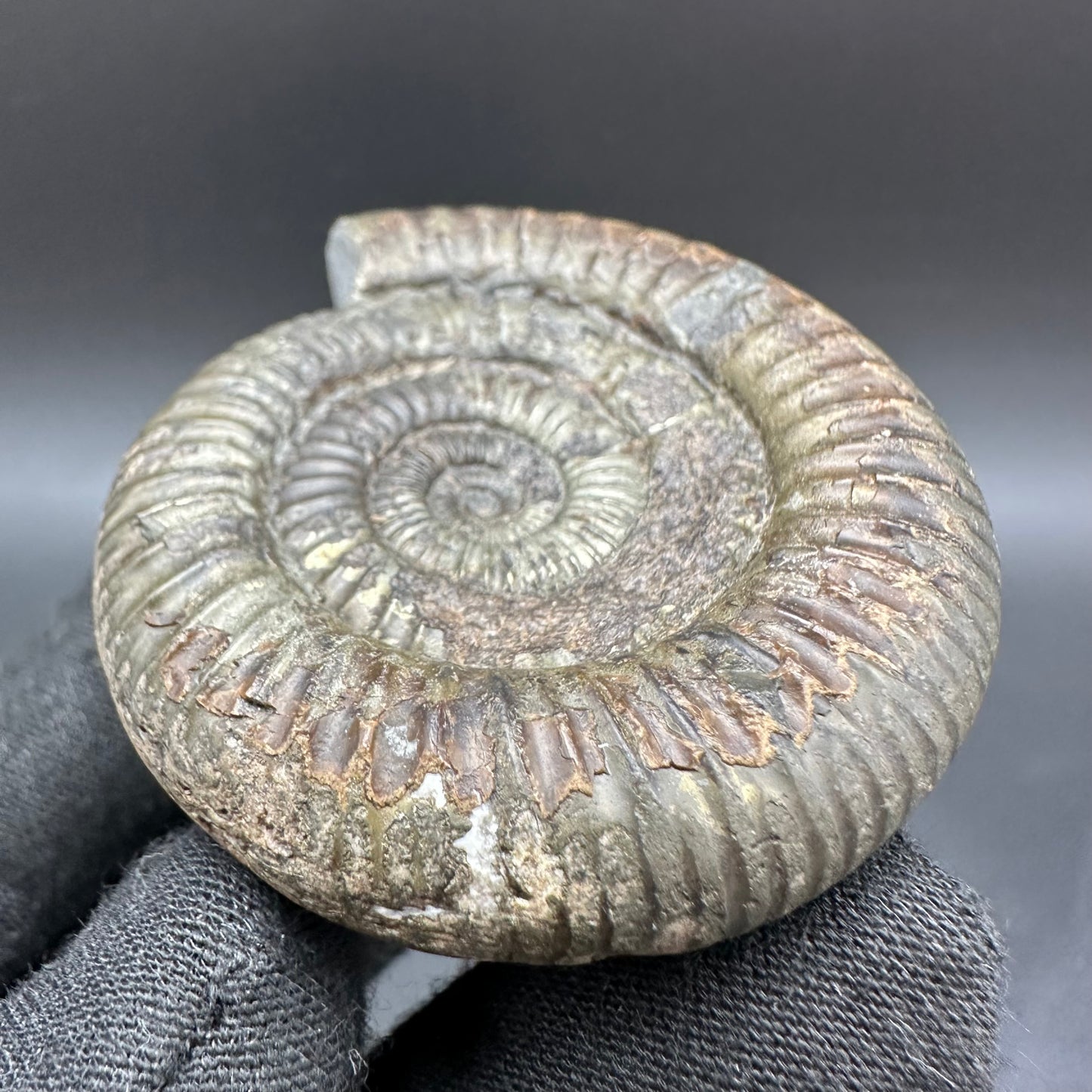 Dactylioceras Ammonite Fossil With Box And Stand - Whitby, North Yorkshire Jurassic Coast Yorkshire Fossils