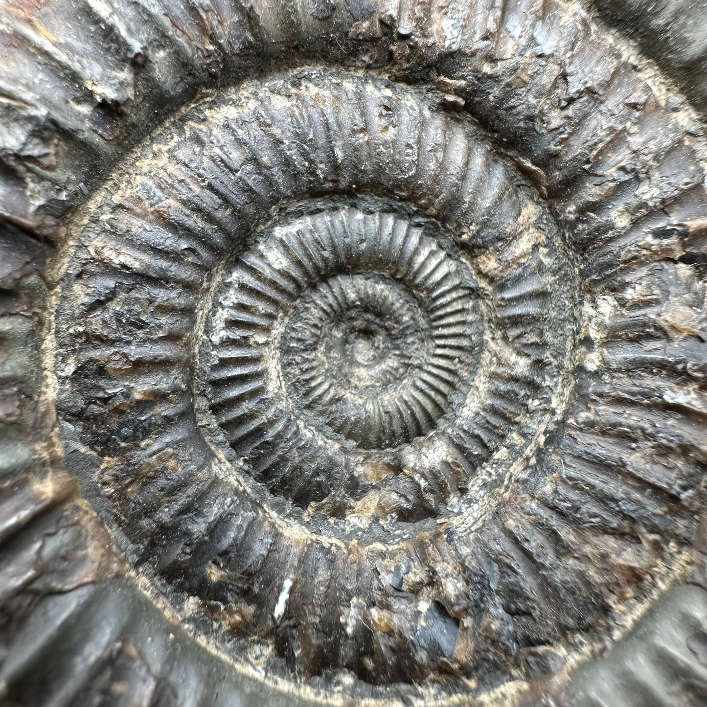 Dactylioceras Ammonite Fossil With Box And Stand - Whitby, North Yorkshire Jurassic Coast Yorkshire Fossils