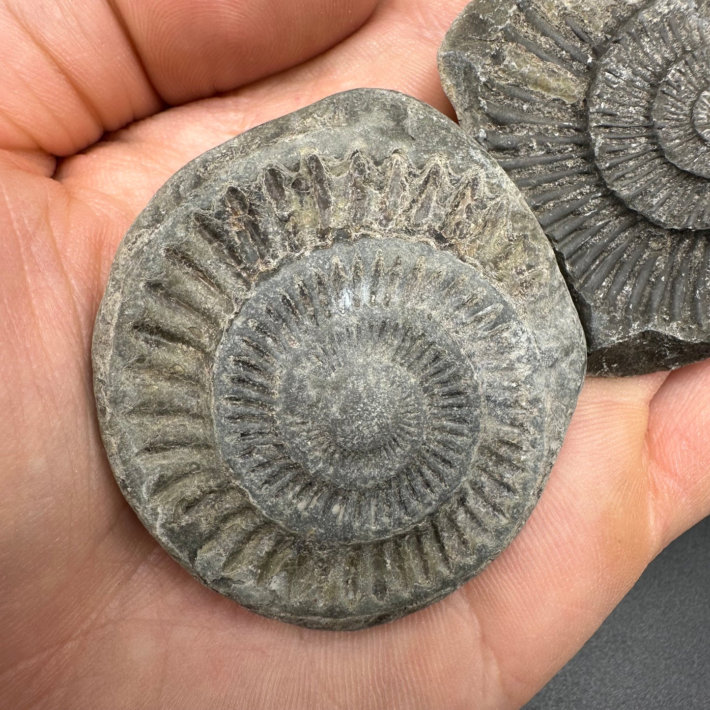 Dactylioceras imprint (negative) bundle ammonite shell fossil with box - Whitby, North Yorkshire, Yorkshire Fossils