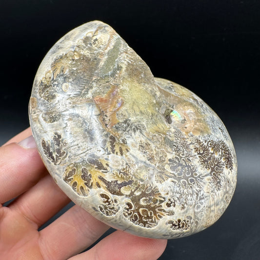 Phylloceras Ammonite Fossil With Box And Stand - Cretaceous Ammonite Madagascar