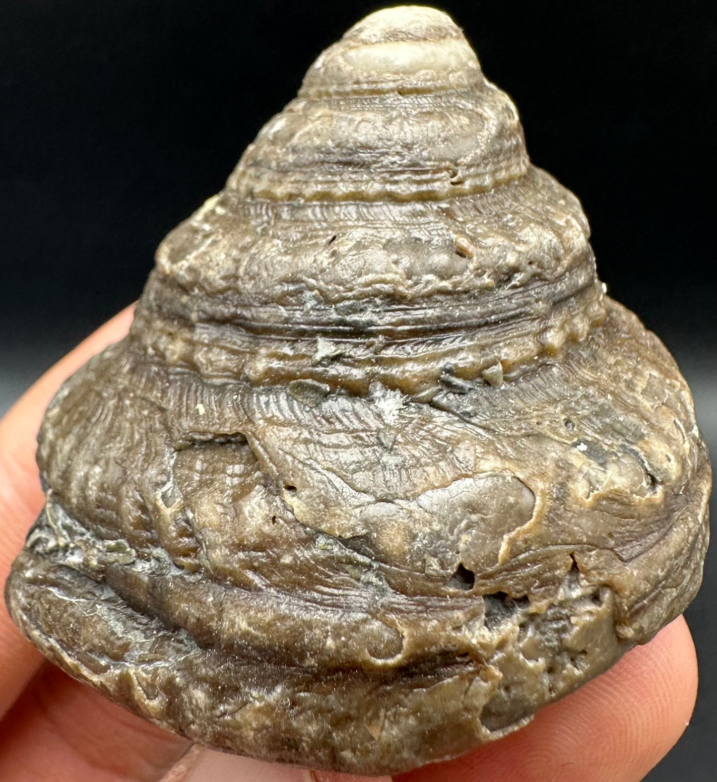 Gastropod Shell Fossil With Box And Stand - Whitby, North Yorkshire, Jurassic Coast, Yorkshire Fossils