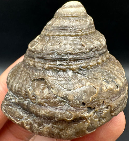 Gastropod Shell Fossil With Box And Stand - Whitby, North Yorkshire, Jurassic Coast, Yorkshire Fossils