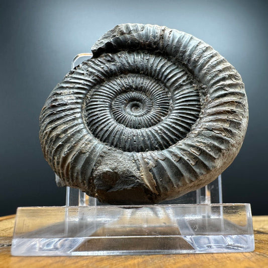 Dactylioceras Ammonite Fossil With box and Stand - Whitby, North Yorkshire Jurassic Coast Yorkshire Fossils