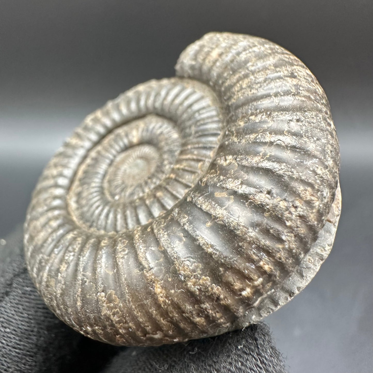 Dactylioceras Ammonite Fossil With Box And Stand - Whitby, North Yorkshire Jurassic Coast Yorkshire Fossils