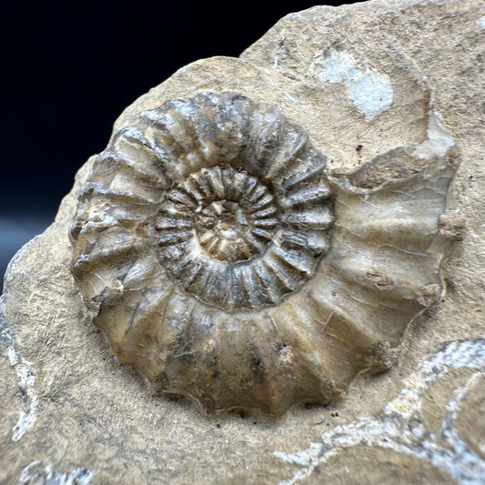 Androgynoceras capricornus Ammonite fossil with box and stand - Whitby, North Yorkshire Jurassic Coast Yorkshire Fossils