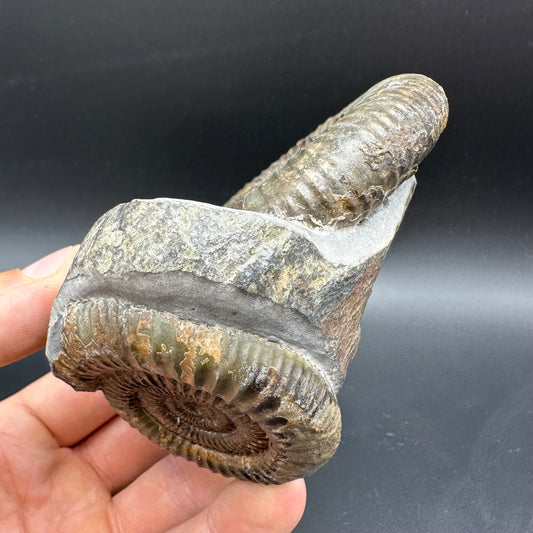 Dactylioceras Ammonite Fossil With box and Stand - Whitby, North Yorkshire Jurassic Coast Yorkshire Fossils