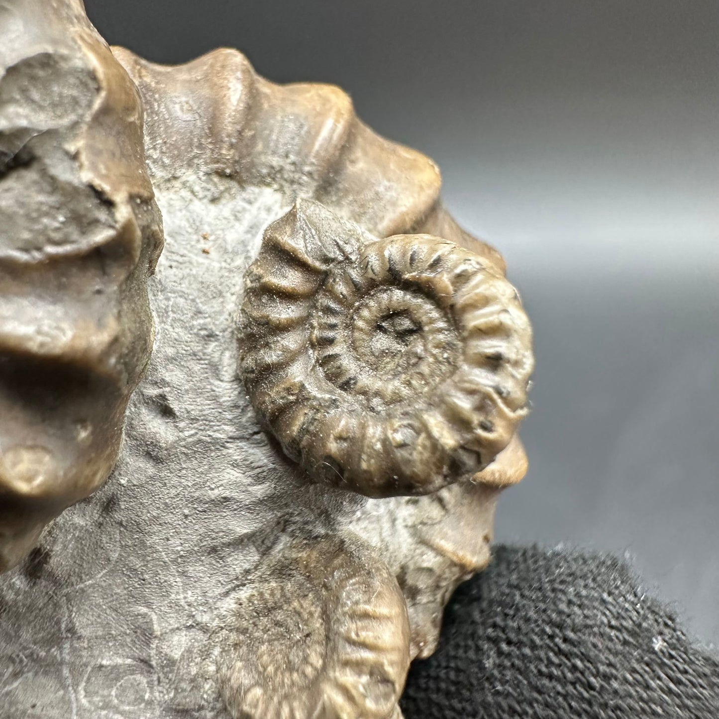 Gagaticeras Ammonite fossil with box and stand - Whitby, North Yorkshire Jurassic Coast Yorkshire Fossils