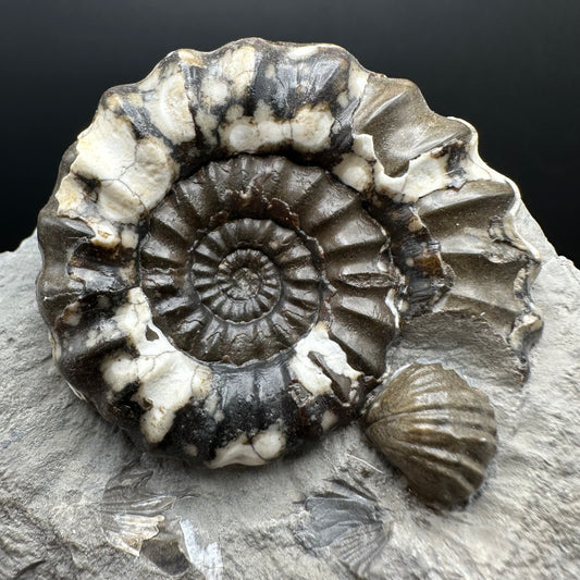 Androgynoceras maculatum ammonite fossil with box and stand - Whitby, North Yorkshire Jurassic Coast Yorkshire Fossils