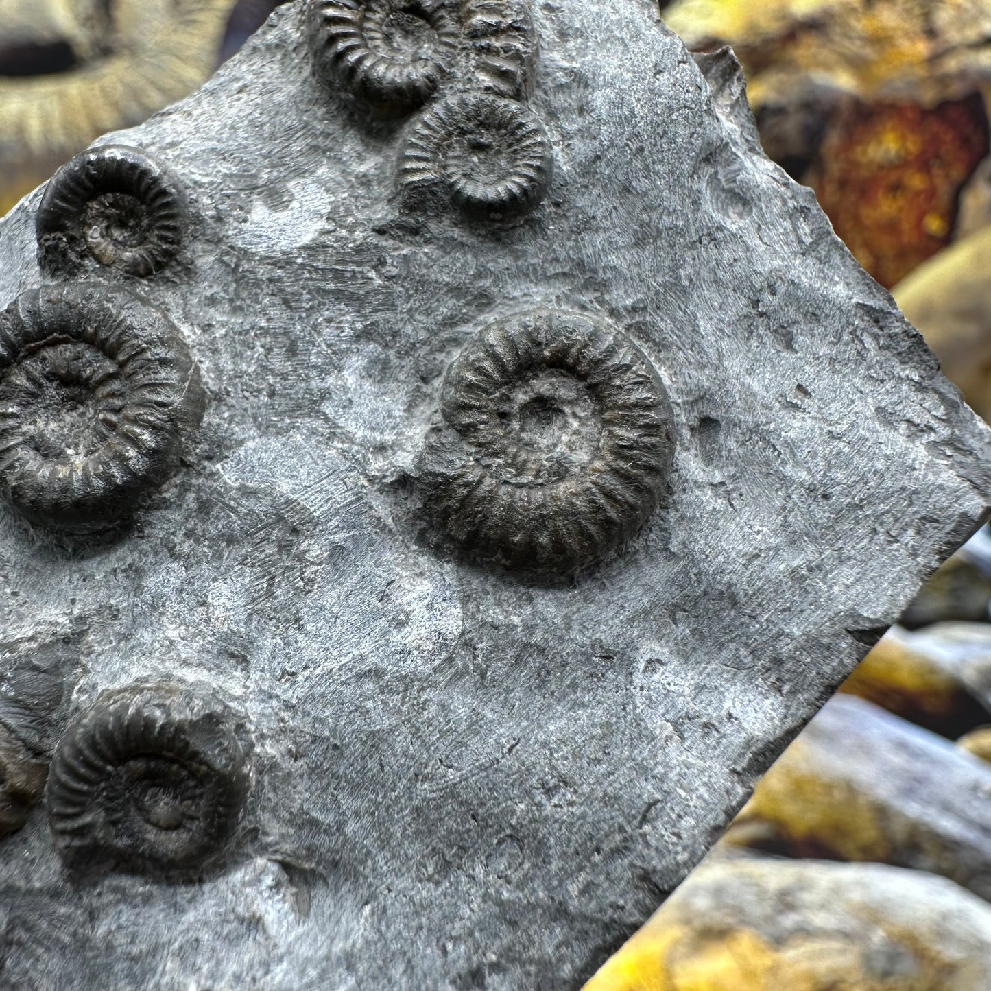 Gracile Multi-block ammonite fossil - Whitby, North Yorkshire Jurassic Coast