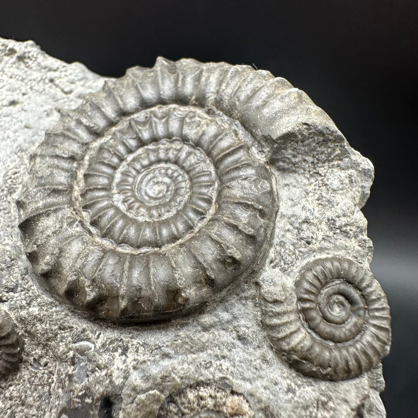 Arnioceras ammonite shell fossil with stand - Whitby, North Yorkshire Jurassic Coast Yorkshire Fossils