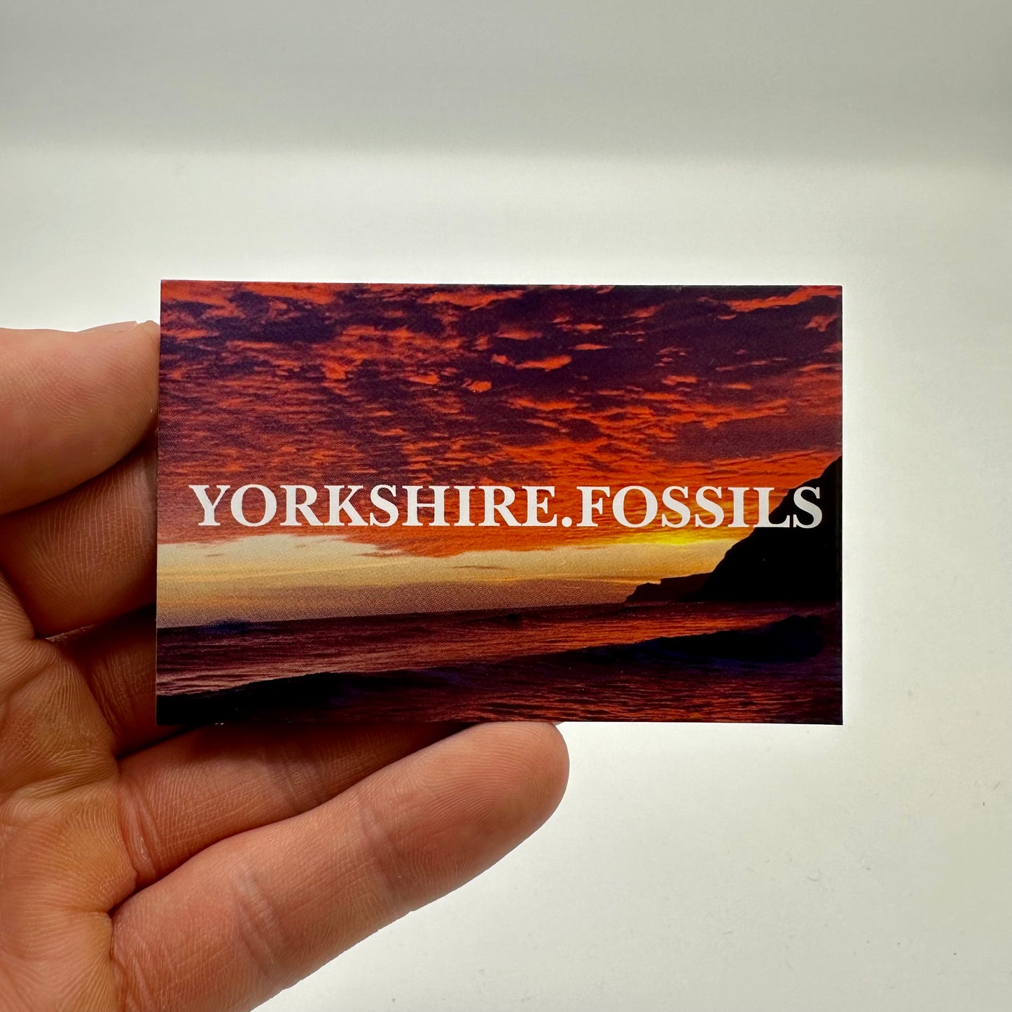 Ichthyosaur Rib fossil with box and stand - Whitby, North Yorkshire Jurassic Coast, Yorkshire fossils found on the Jurassic Coast