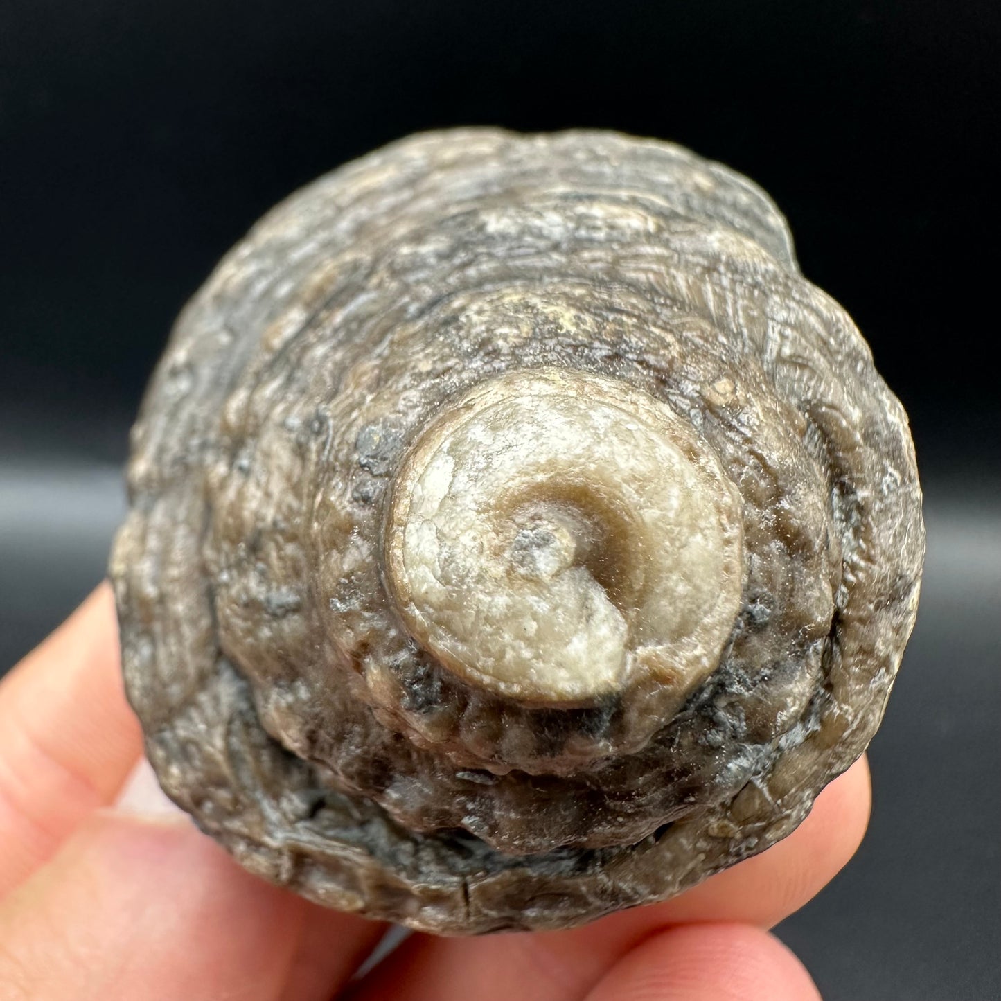 Gastropod Shell Fossil With Box And Stand - Whitby, North Yorkshire, Jurassic Coast, Yorkshire Fossils